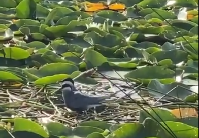 734 individë të dallëndyshes faqebardhë të detit në liqenin e Shkodrës